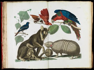 Molucca Opossum, Didelphis molucca and Armadillo, Tolypeutes matacus by Albertus Seba